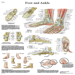 Fabrication Enterprises, Inc. Anatomical chart: foot & ankle, laminated