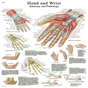 Fabrication Enterprises Inc Anatomical Chart Hand Wrist Laminated