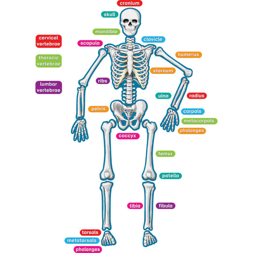 Teacher Created Resources Human Skeleton Accents - Theme/Subject: Learning - Skill Learning: Anatomy - 40 Pieces - 5-17 Year - 1 / Set Teacher Created Resources Human Skeleton Accents - Theme/Subject: Learning - Skill Learning: Anatomy - 40 Pieces - 5-17 Year - 1 / Set