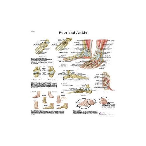 Fabrication Enterprises, Inc. Anatomical chart: foot & ankle, laminated ...